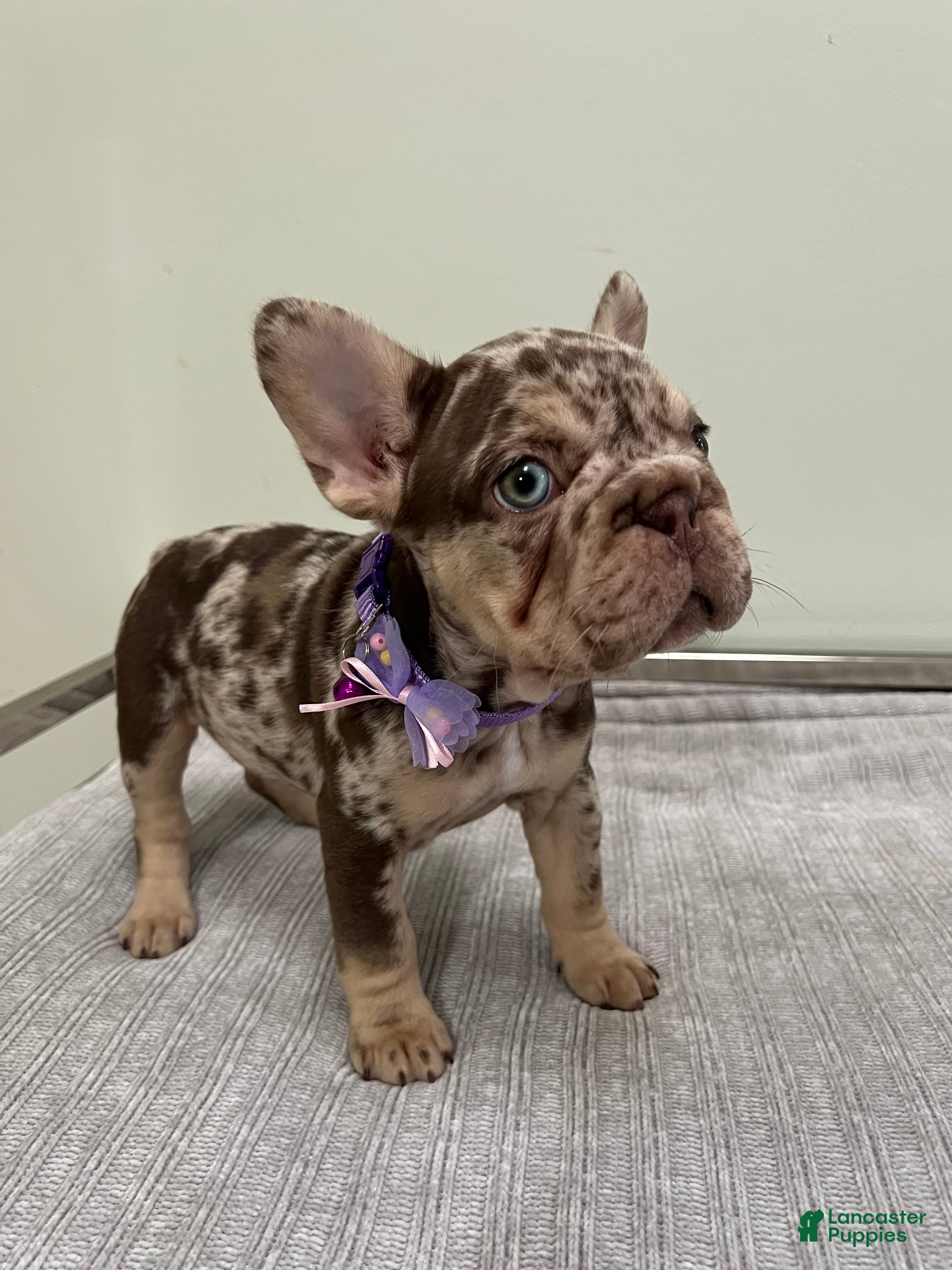 French Bulldog dogs Muffin - Ad 1