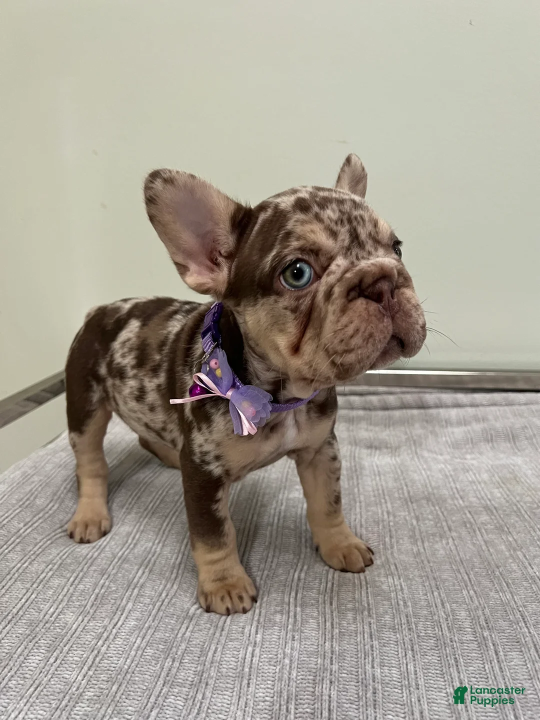 French Bulldog dogs for sale: Muffin - Ad 1