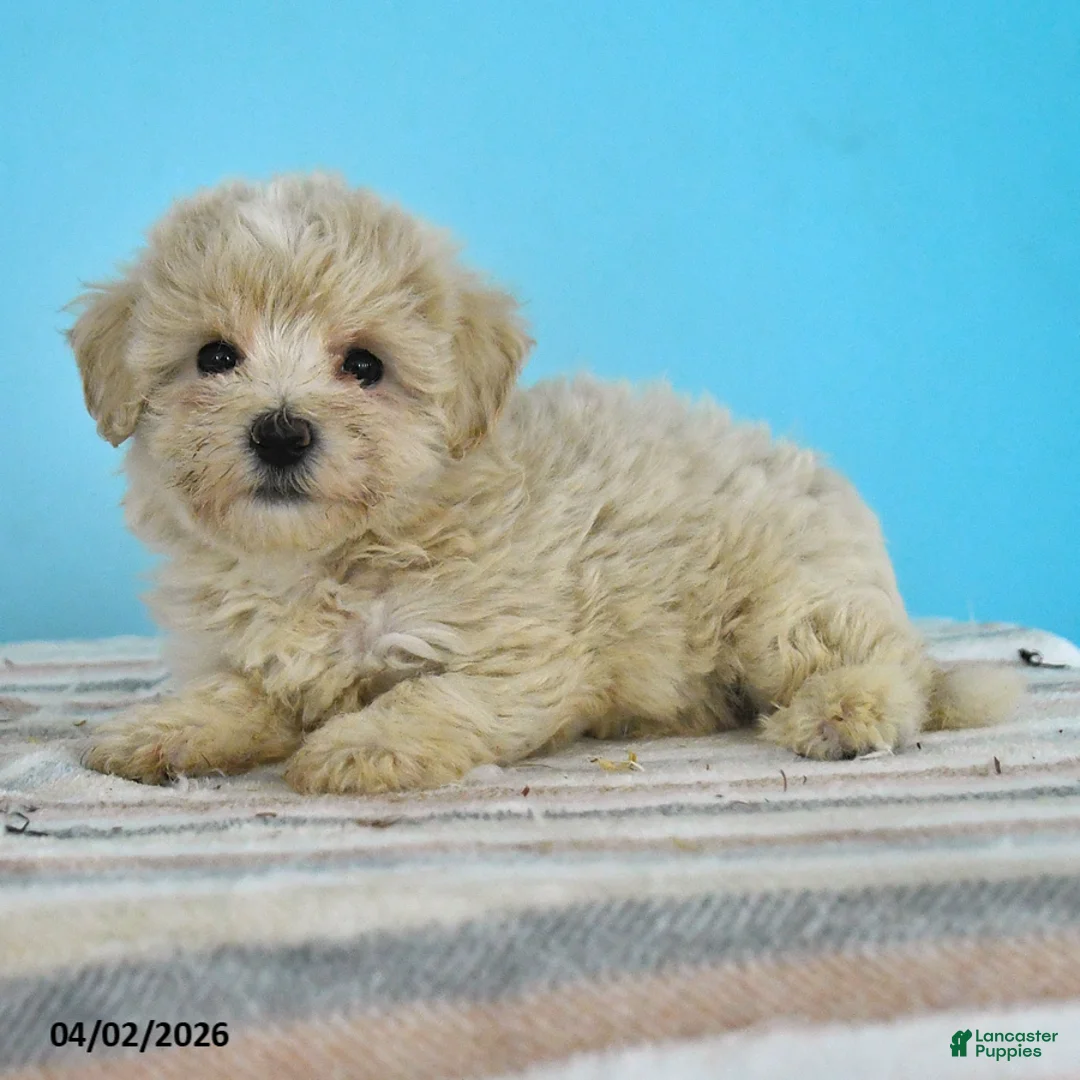 Maltipoo dogs for sale: Lily - Ad 2