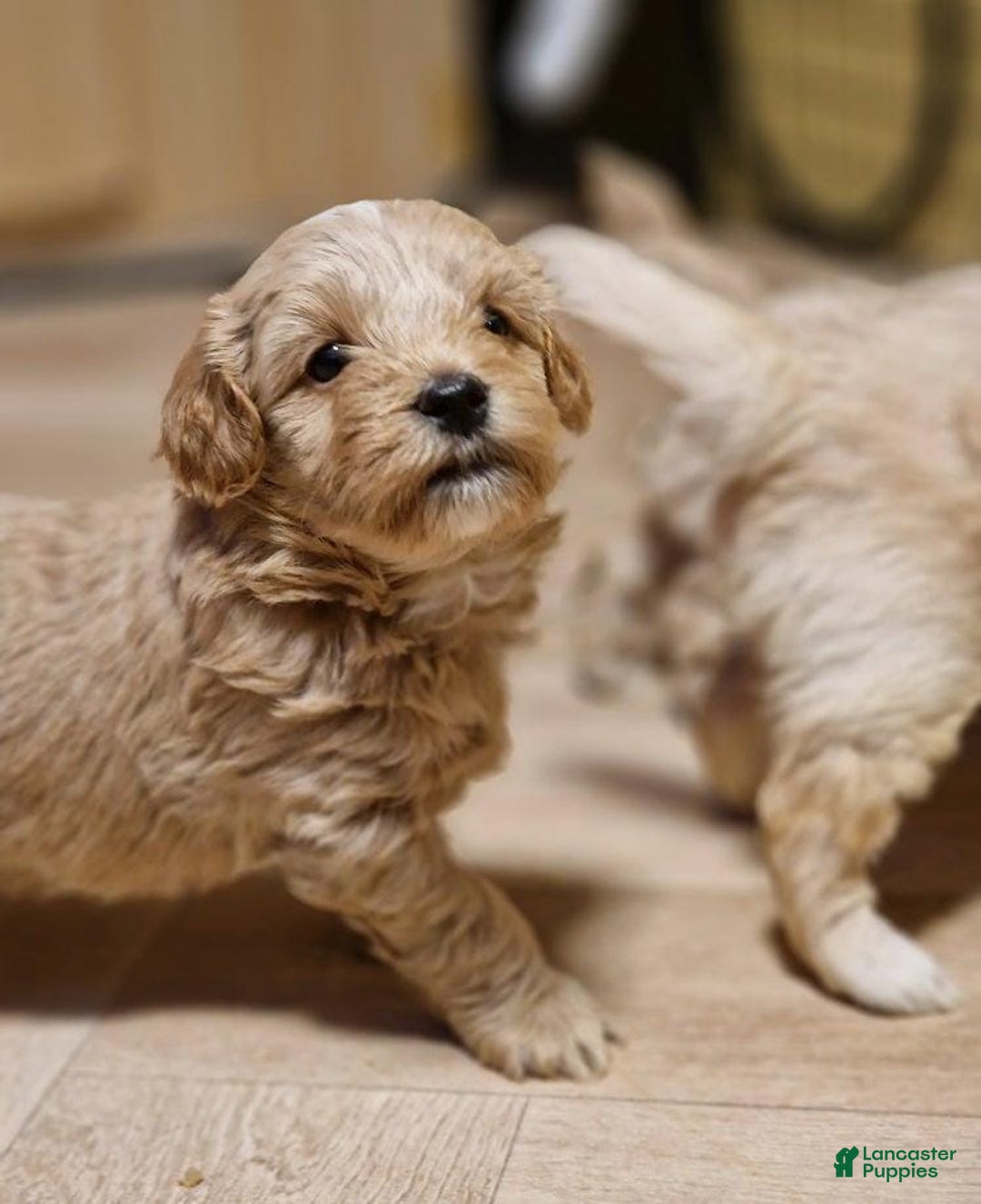 Maltipoo dogs for sale: Billy - Ad 6