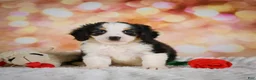 Mini Bernedoodle dogs for sale: Misty - Ad 10