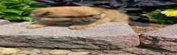 Pomeranian dogs for sale: Pomeranian 3 - Ad 5
