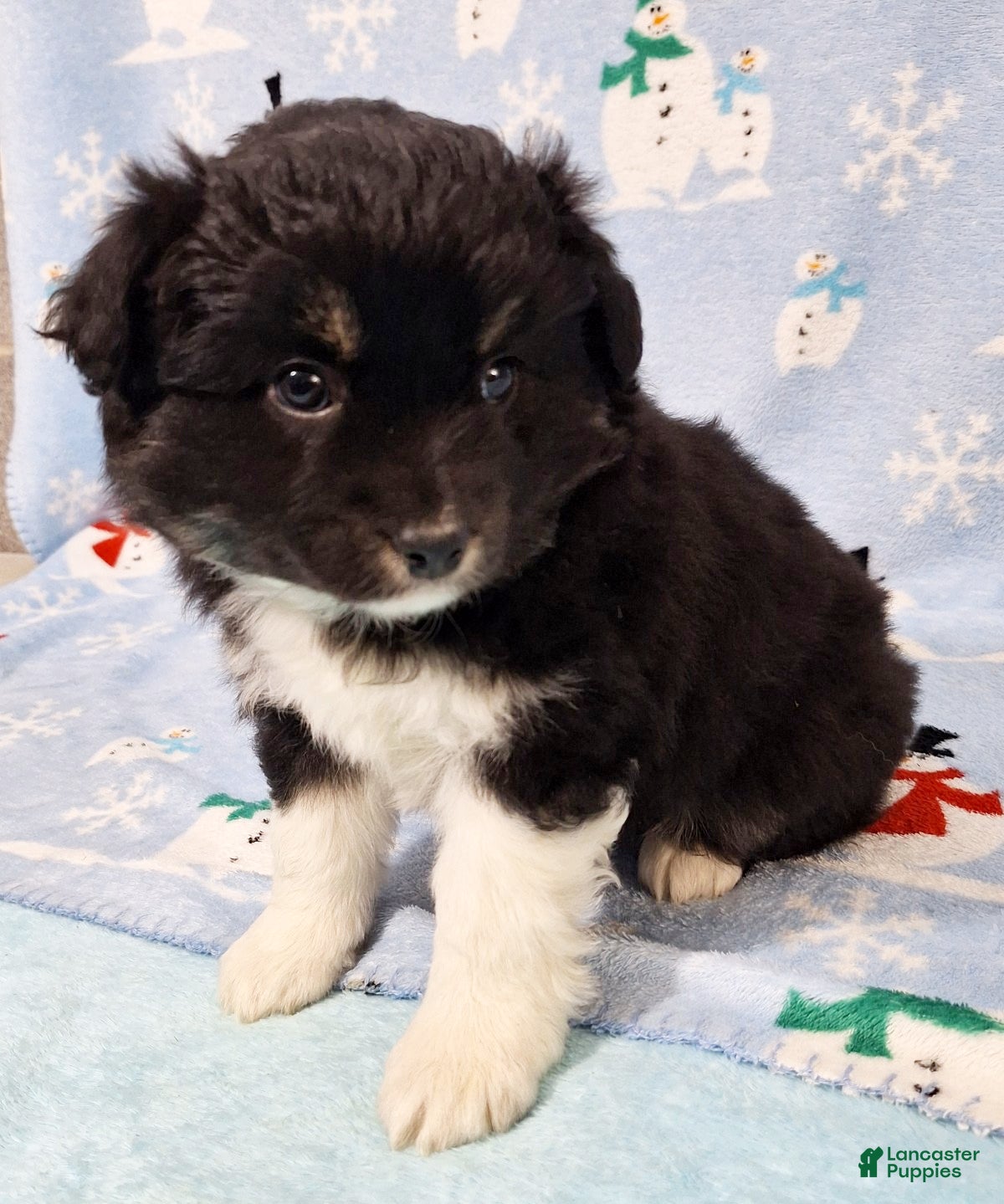 Miniature Australian Shepherd dogs Ebony - Ad 36