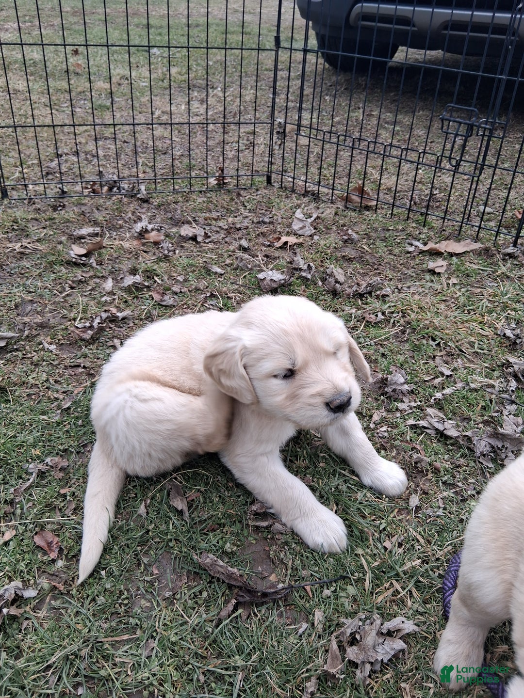 Golden Retriever dogs for sale: Rose - Ad 2