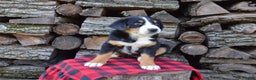 Greater Swiss Mountain Dog dogs for sale: Gloria - Ad 8