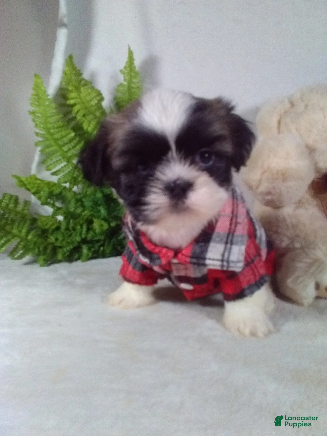 Shih Tzu dogs for sale: Asher  - Ad 1