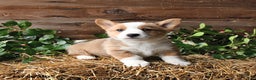 Welsh Corgi Pembroke dogs for sale: Scamper - Ad 3