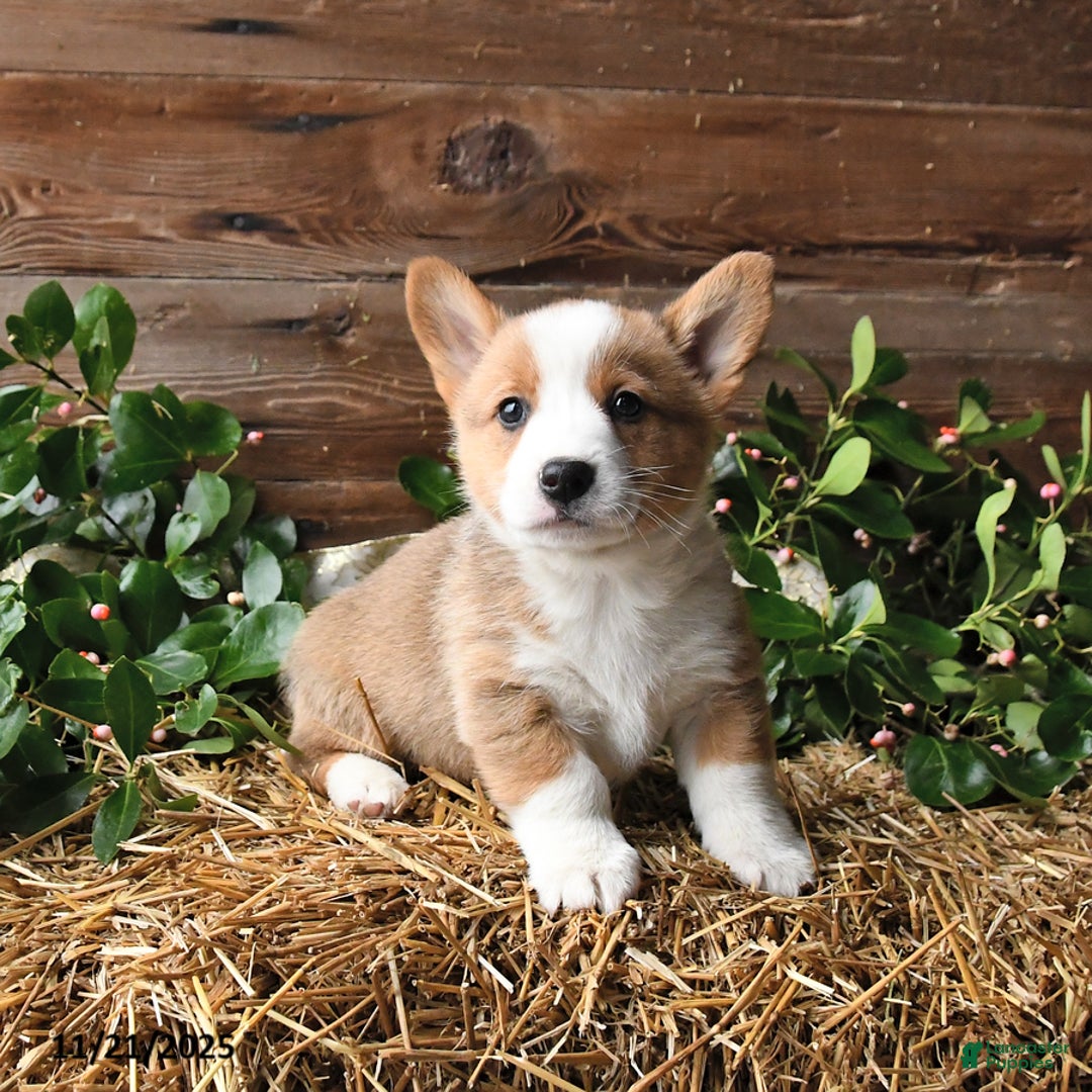 Welsh Corgi Pembroke dogs for sale: Scamper - Ad 3