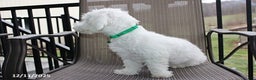 Bichon Frise dogs for sale: Carson - Ad 5