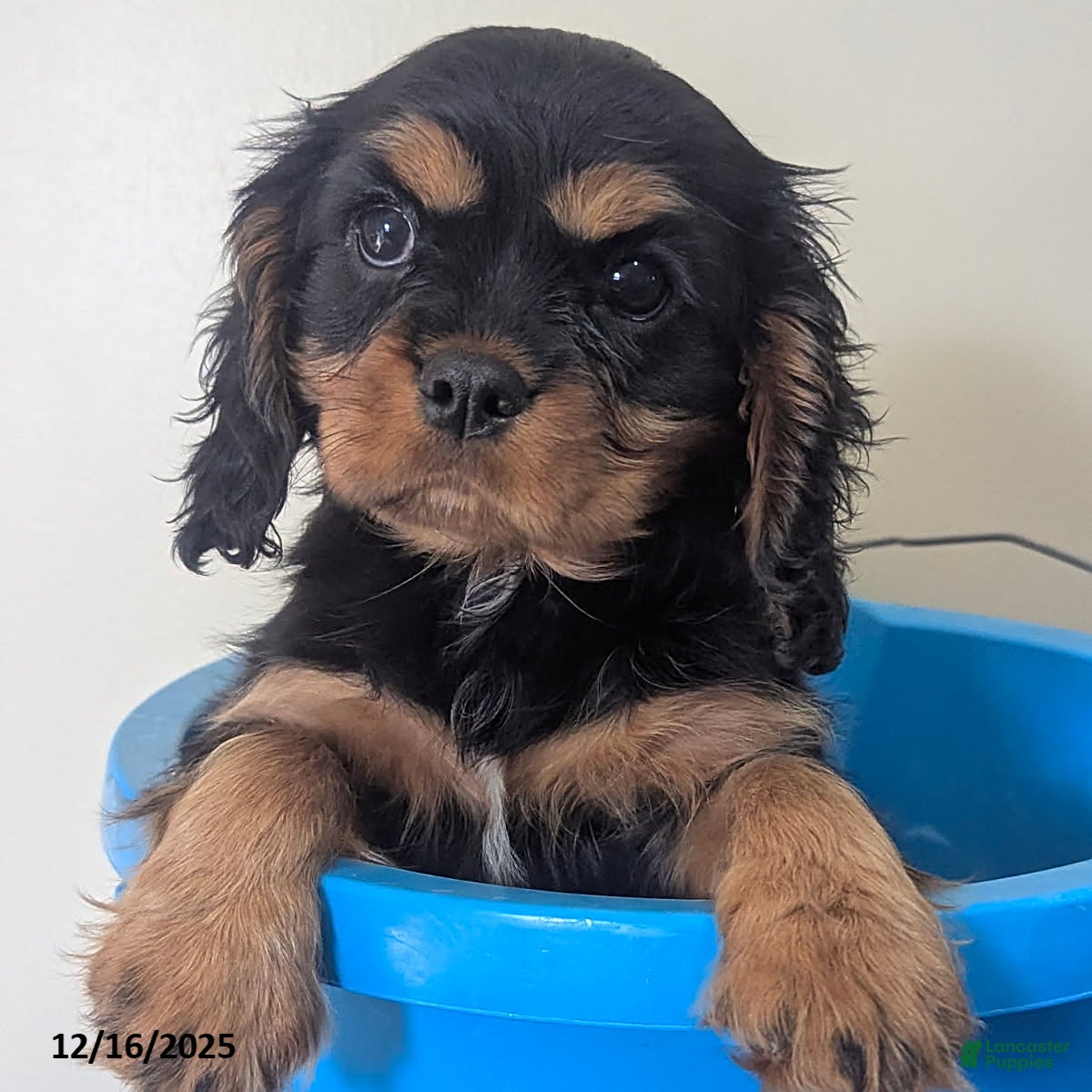 Cavalier King Charles Spaniel dogs Bell  - Ad 2