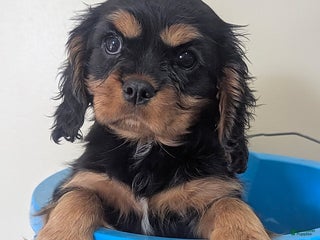 Cavalier King Charles Spaniel dogs Bell - Ad 26