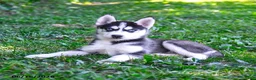 Alaskan Husky dogs for sale: Ally - Ad 3