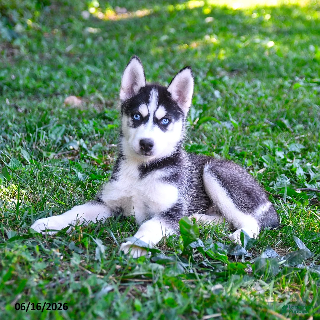 Alaskan Husky dogs for sale: Ally - Ad 3
