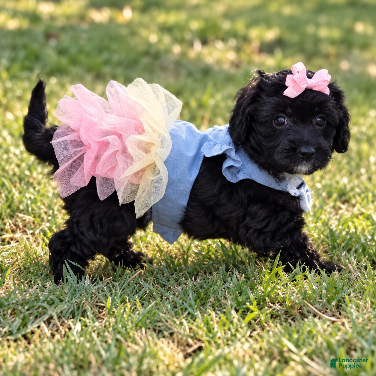 Aussiedoodle dogs Aussiedoodle 6 - Ad 17