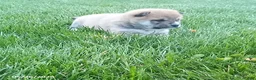 Shiba Inu dogs for sale: Ringles - Ad 7