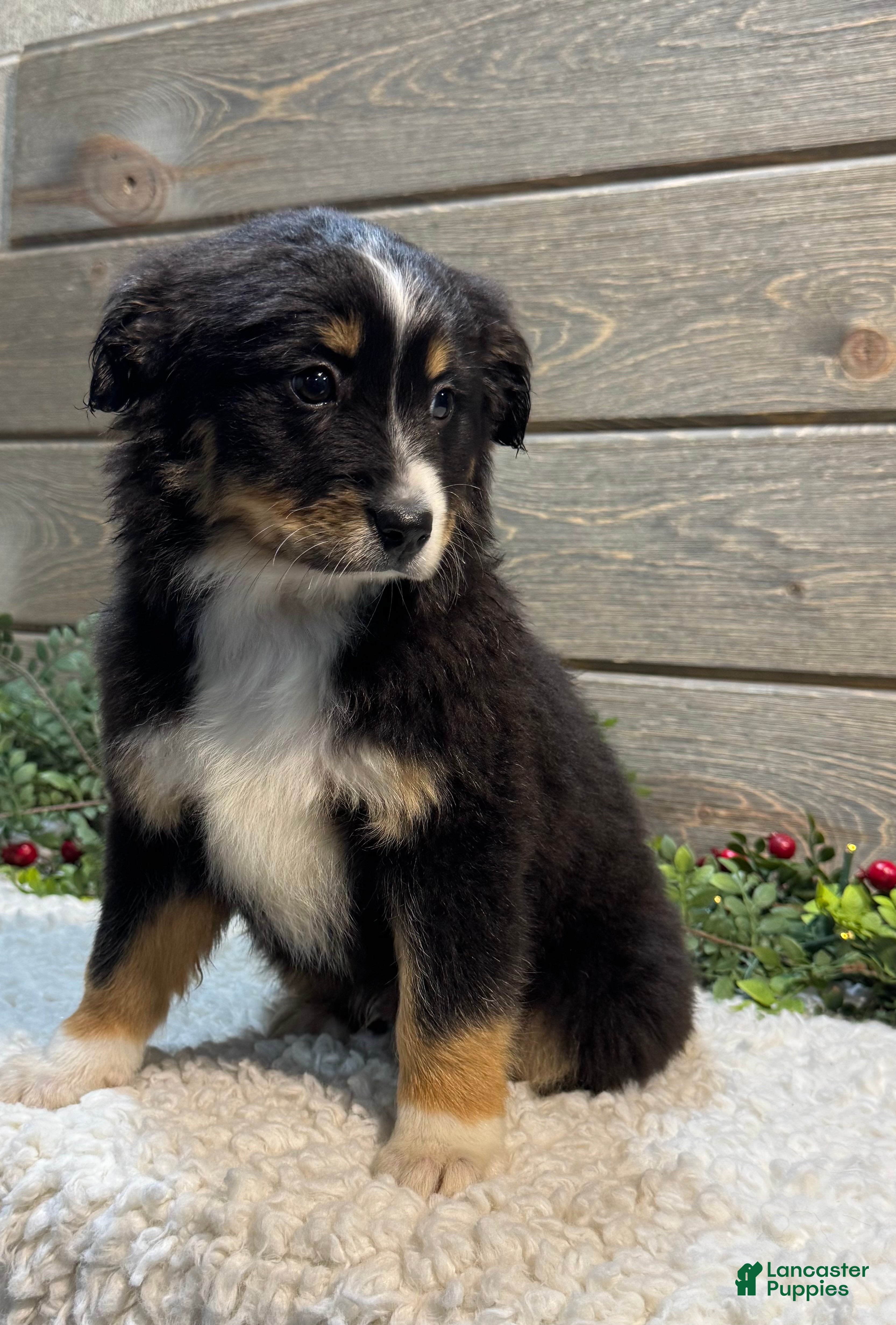 Australian Shepherd dogs Rover - Ad 36