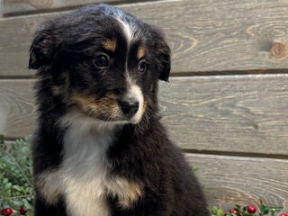 Australian Shepherd dogs Rover - Ad 36