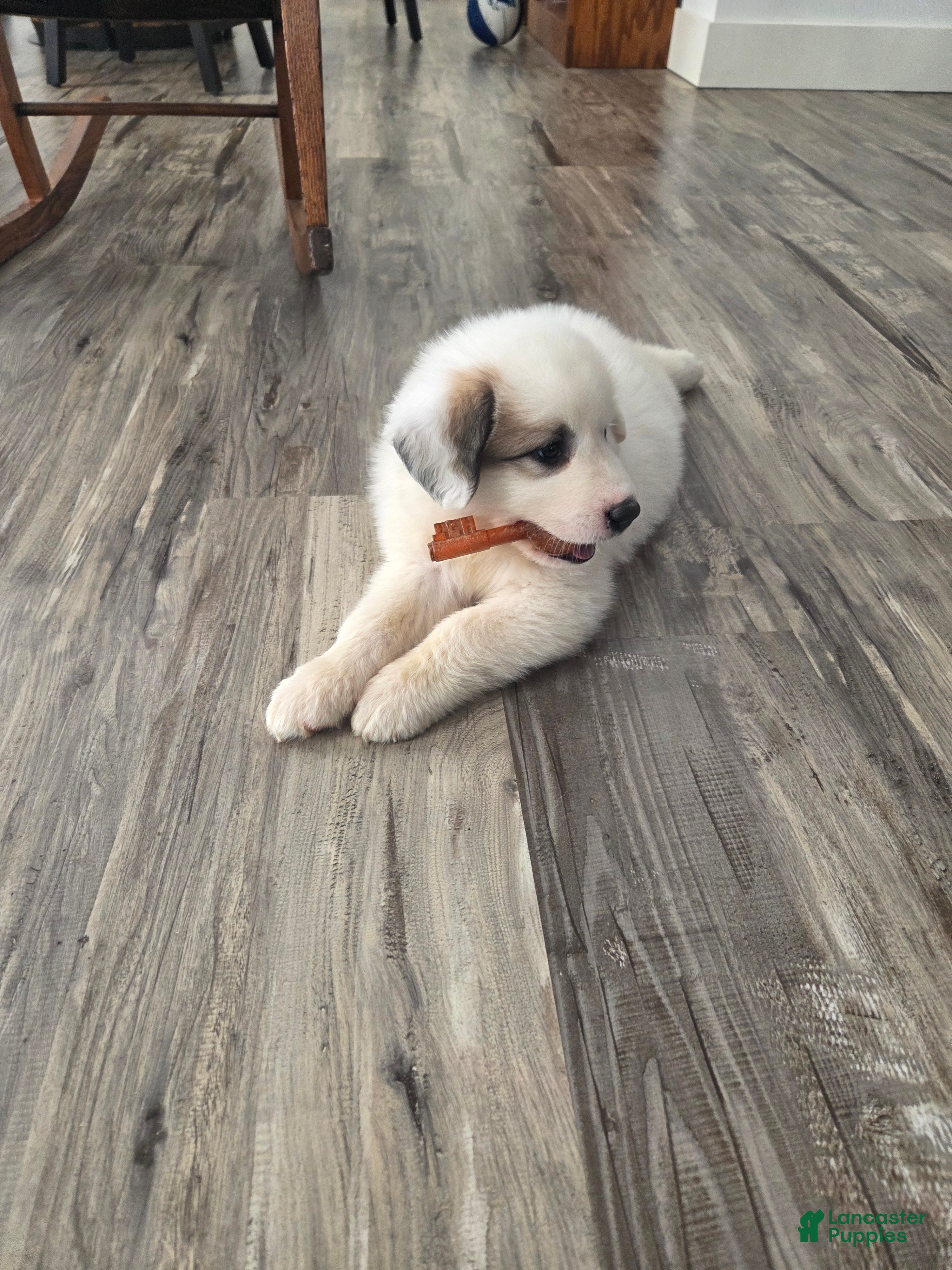Great Pyrenees dogs Lily  - Ad 1