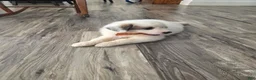 Great Pyrenees dogs for sale: Lily  - Ad 1