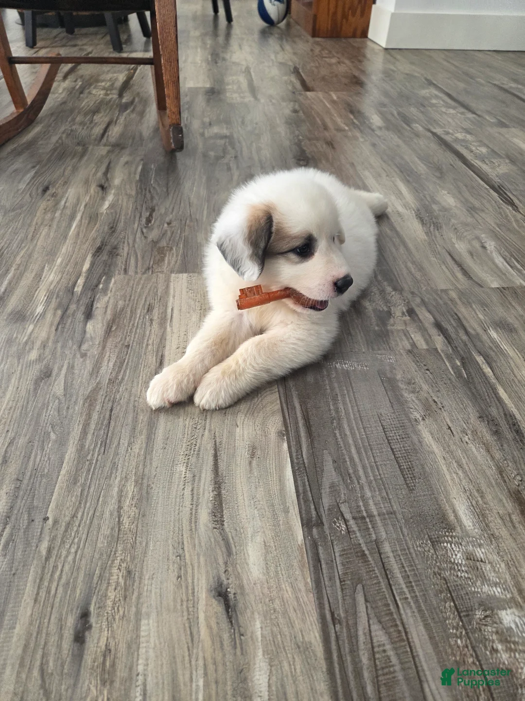 Great Pyrenees dogs for sale: Lily  - Ad 1