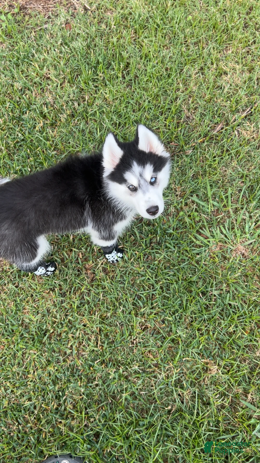 Siberian Husky dogs for sale: Siberian Husky Puppy 1 - Ad 4