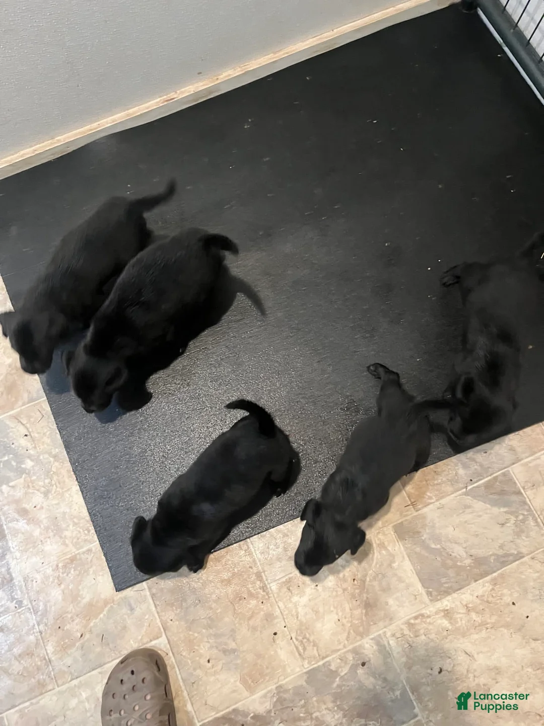 Gallery Image {{count}}