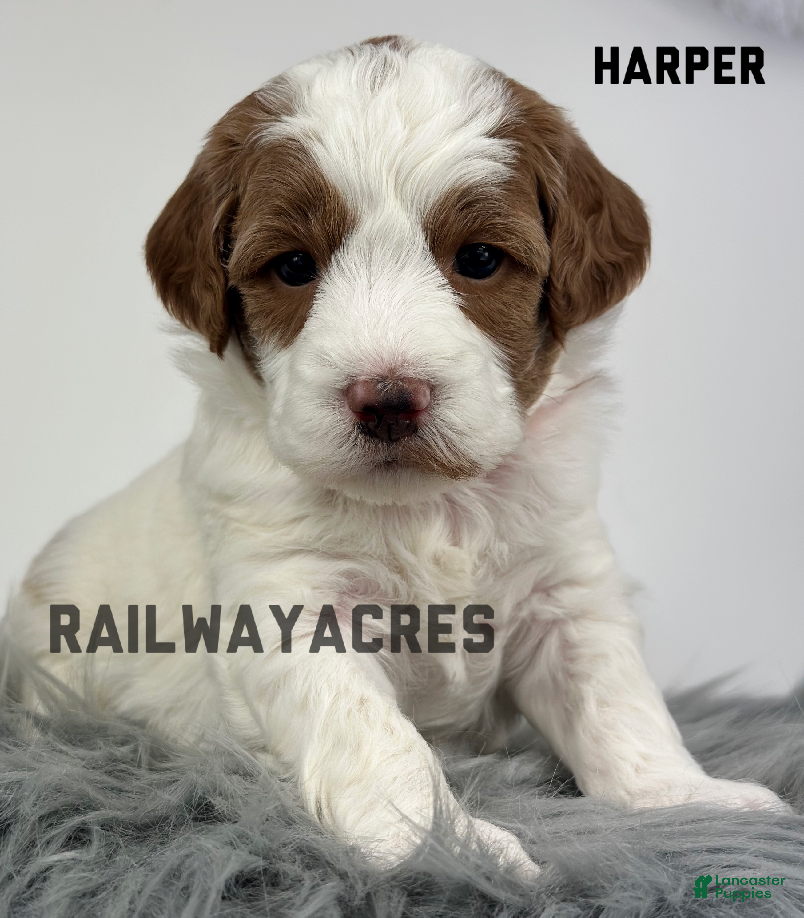 Goldendoodle dogs Harper-F1b Mini - Ad 36