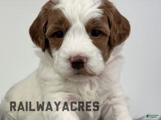 Goldendoodle dogs Harper-F1b Mini - Ad 36