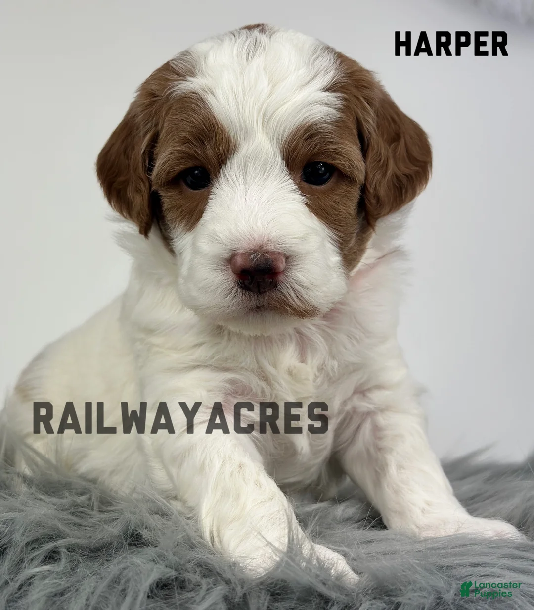 Goldendoodle dogs for sale: Harper-F1b Mini - Ad 2