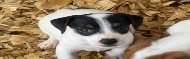 Jack Russell Terrier 2