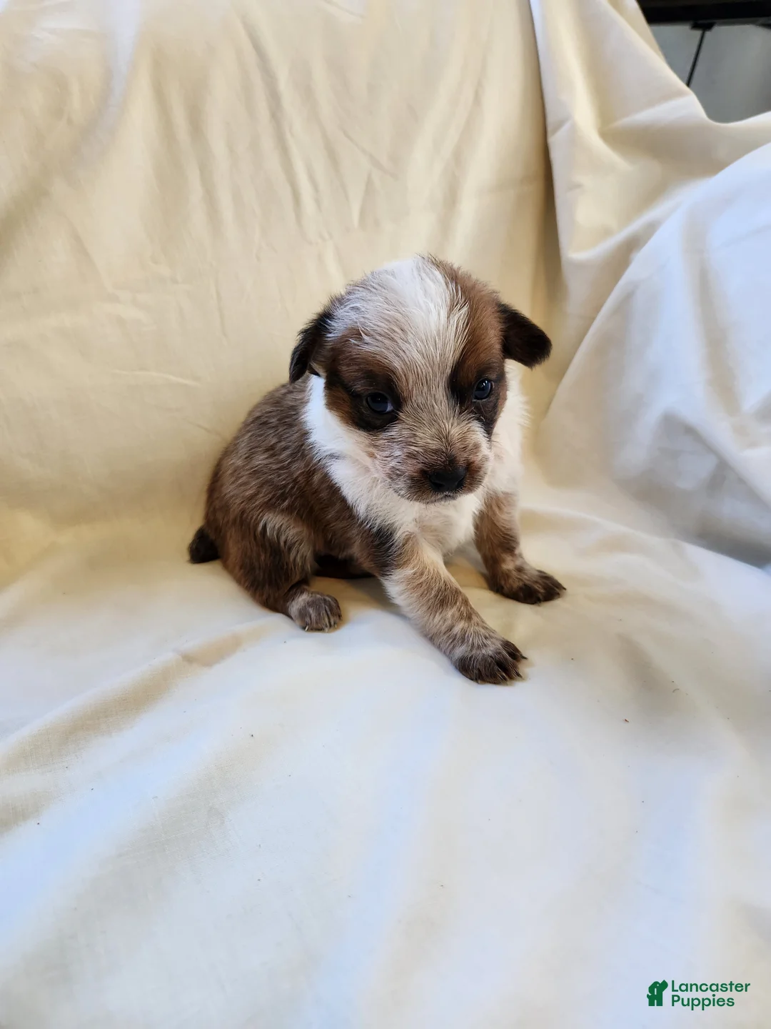 Australian Cattle Dog dogs for sale: Australian Cattle Dog Puppy 2 - Ad 2