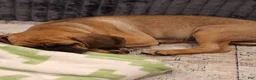 Puggle dogs for sale: Puggle 1 - Ad 4