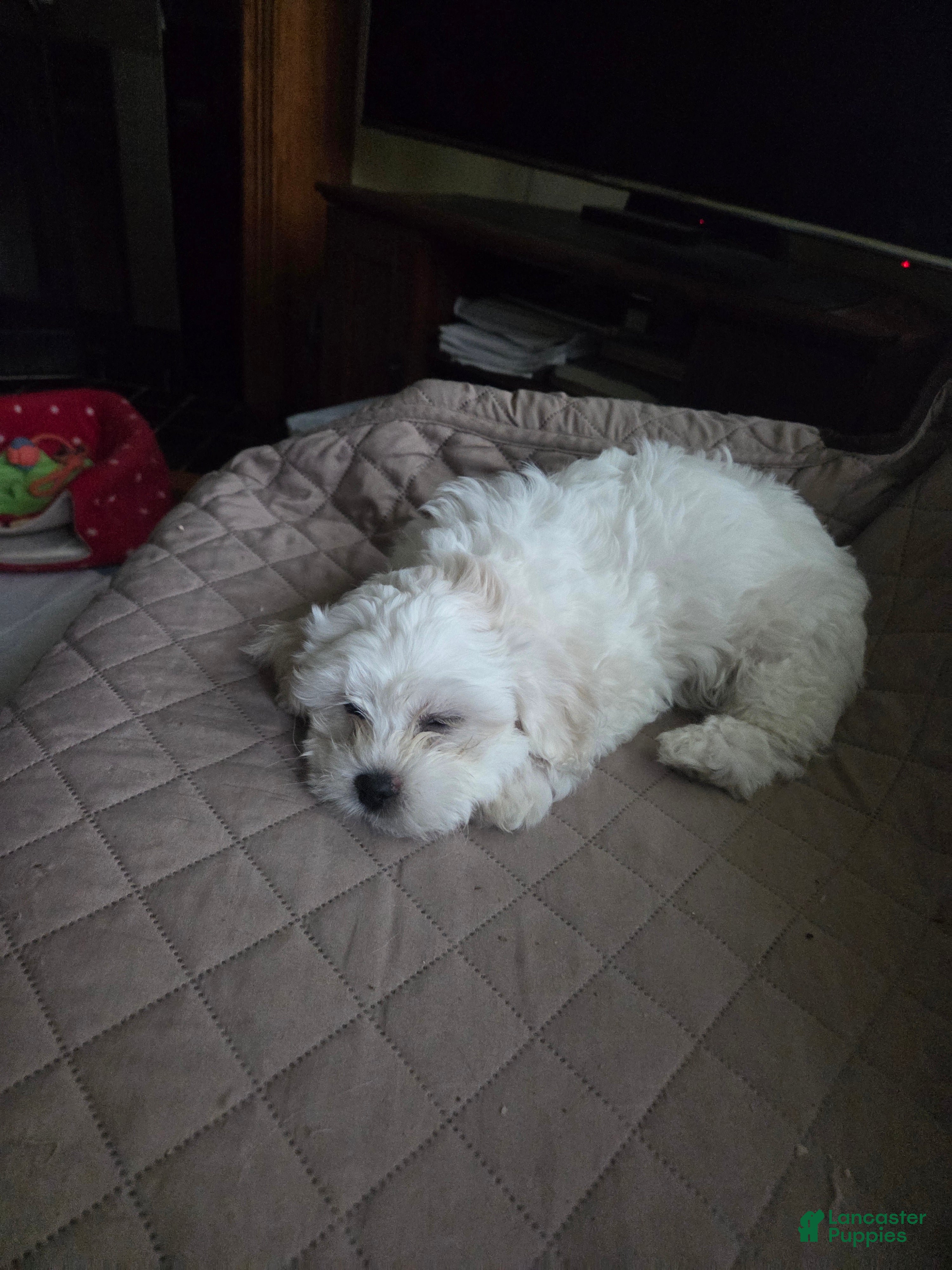 Mixed Breed dogs Mixed Breed Puppy 2 - Ad 10