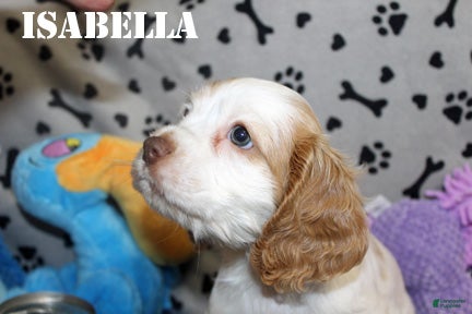 Cocker Spaniel dogs for sale: Isabella - Ad 1