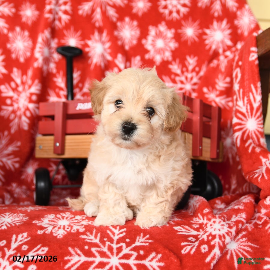 Maltipoo dogs Freddie - Ad 2