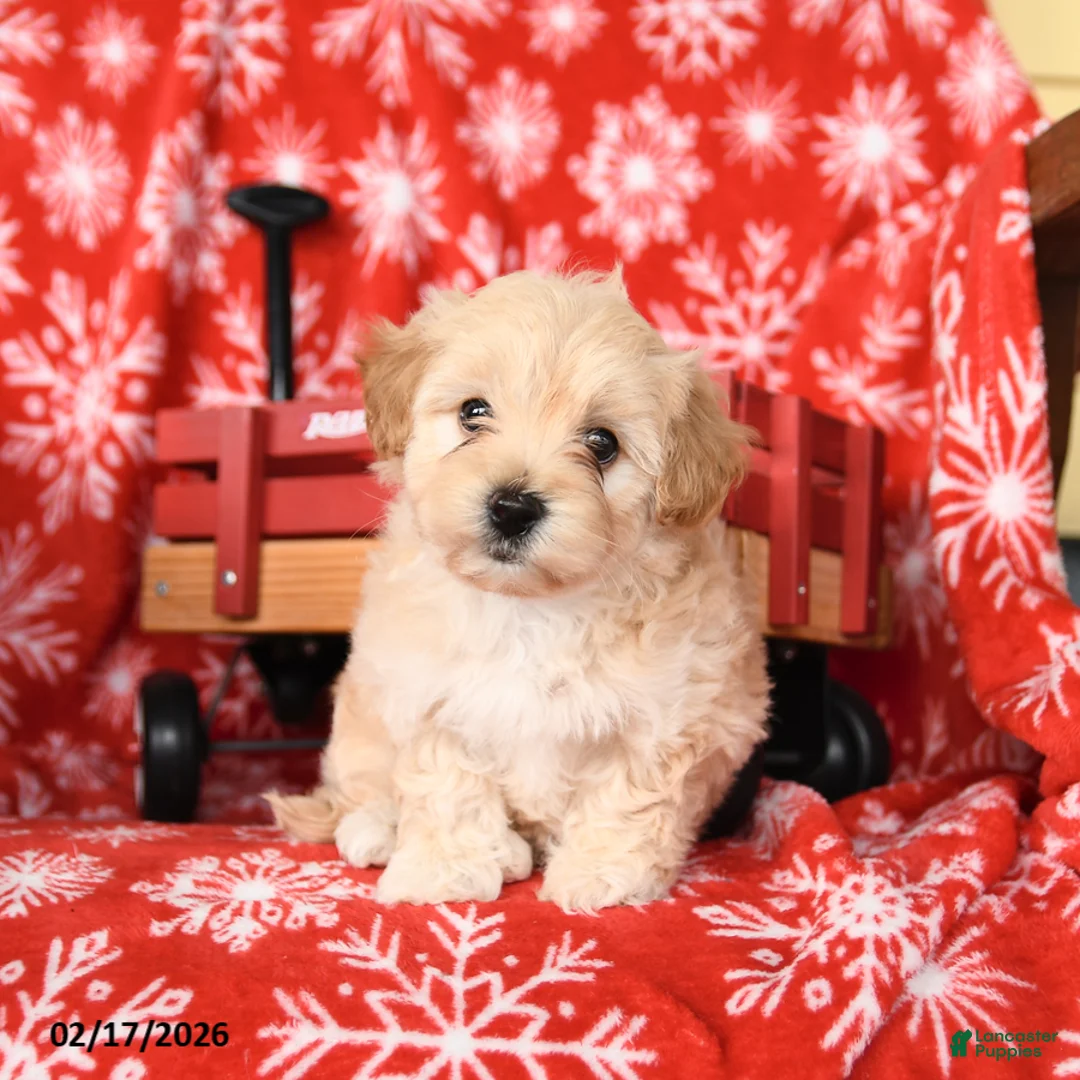 Maltipoo dogs for sale: Freddie - Ad 2