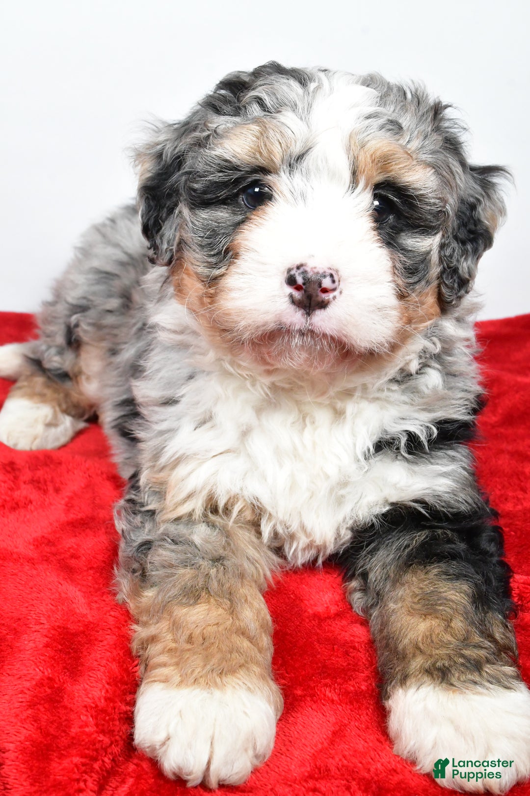 Mini Bernedoodle dogs for sale: Lacey - Ad 5