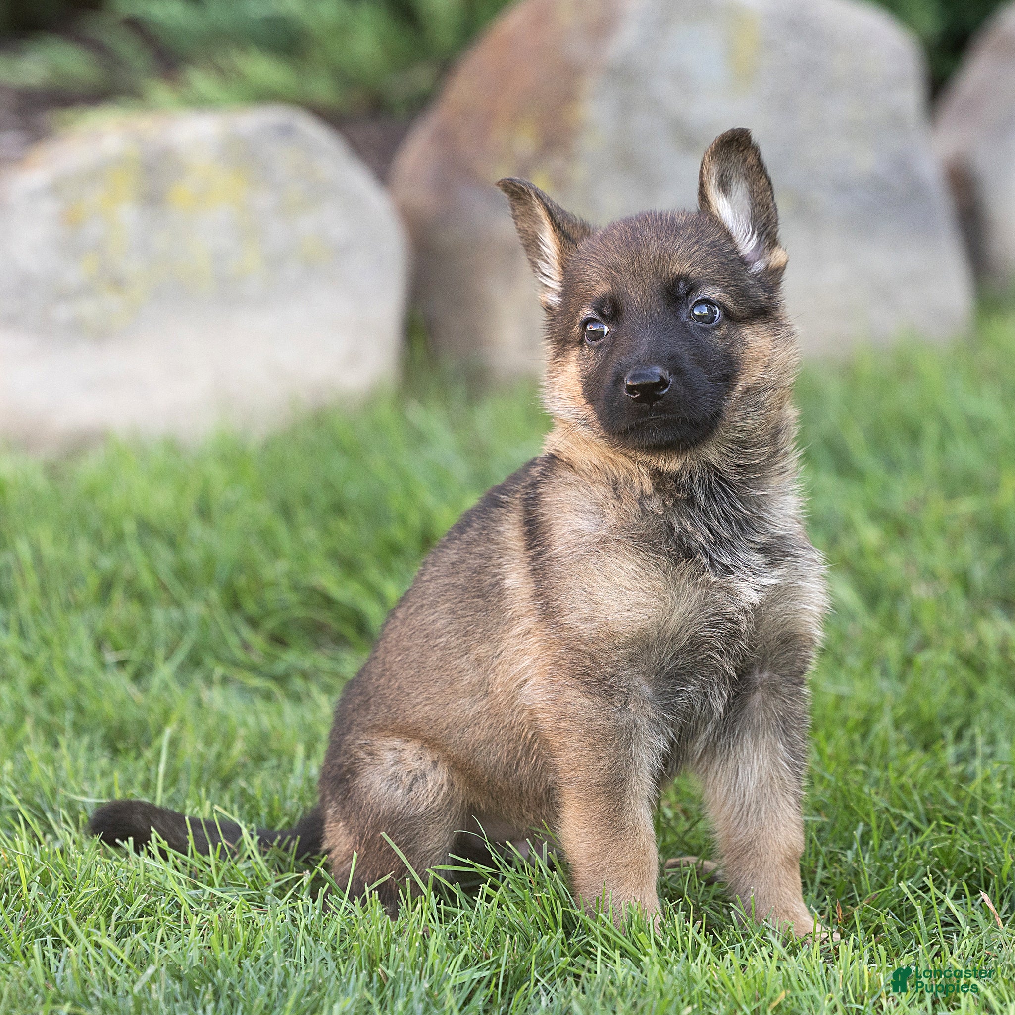 German Shepherd dogs Saul German Shepherd  - Ad 1