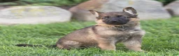 German Shepherd dogs for sale: Saul German Shepherd  - Ad 1