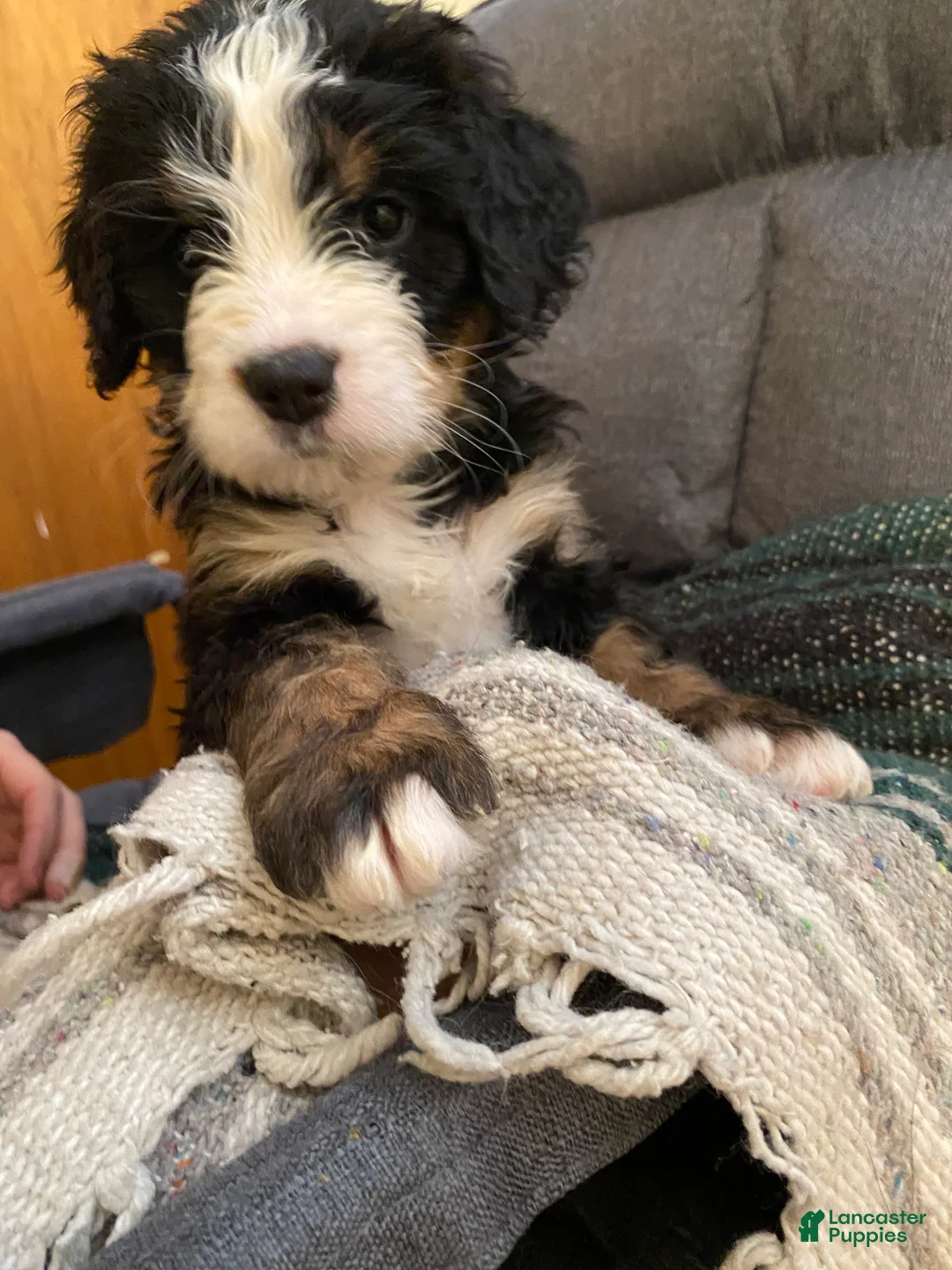 Bernedoodle dogs for sale: Bernedoodle Puppy 11 - Ad 3