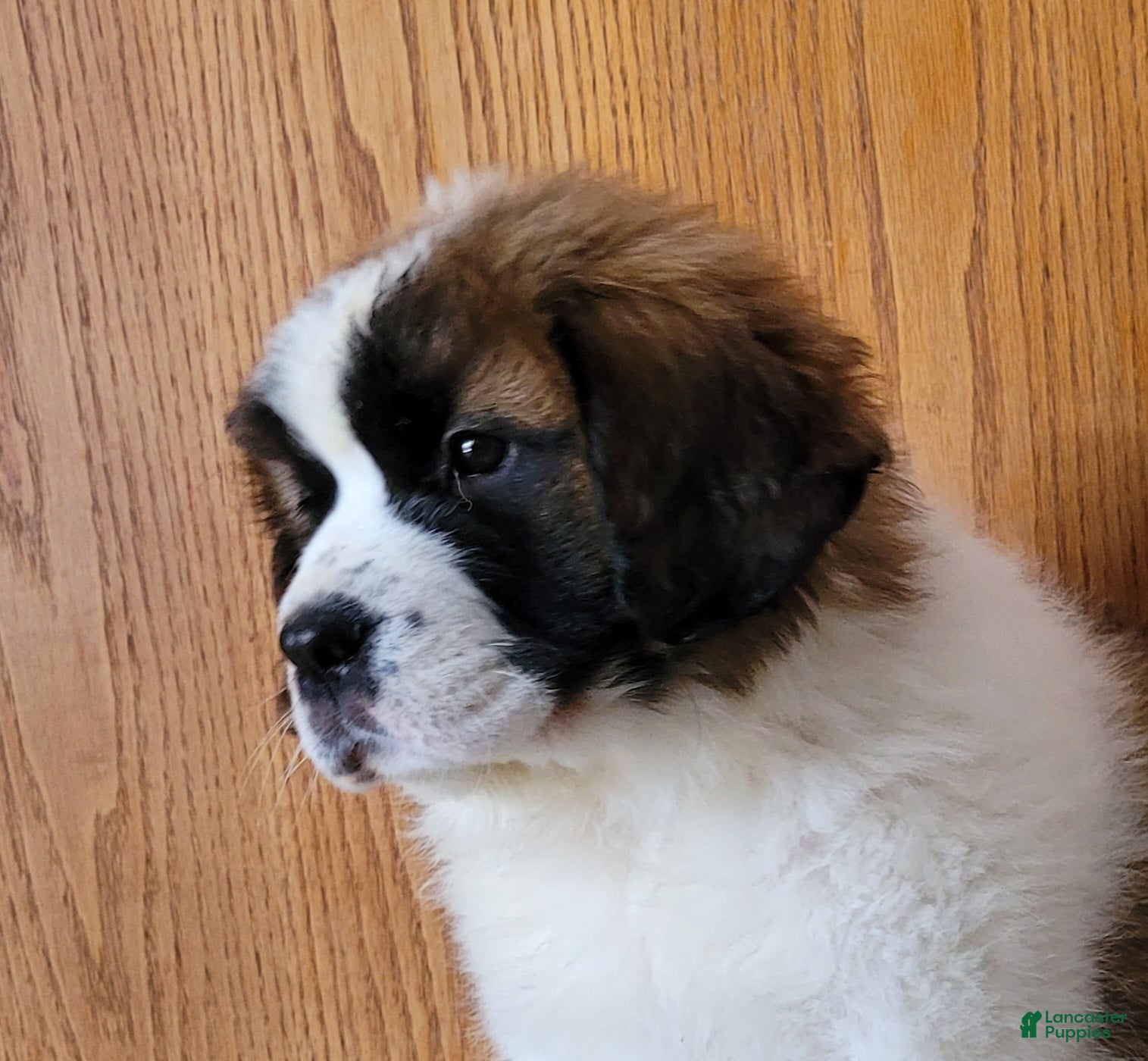 Saint Bernard dogs Willow - Ad 1