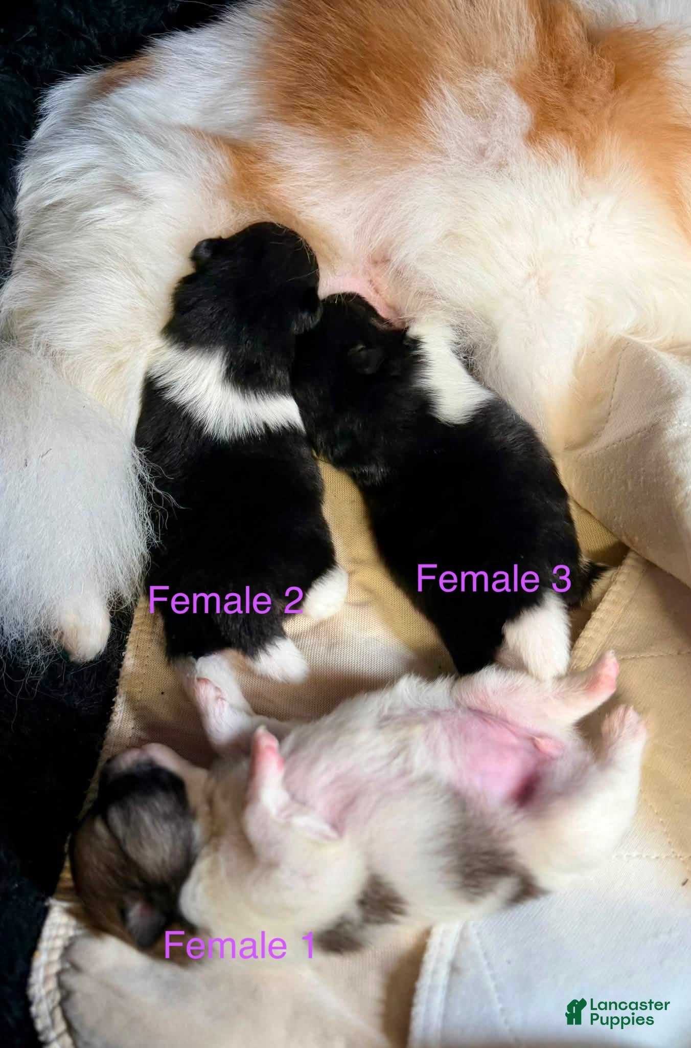 Pomeranian dogs Girl 3 - Ad 33