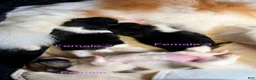 Pomeranian dogs for sale: Girl 3 - Ad 1