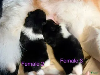 Pomeranian dogs Girl 3 - Ad 33