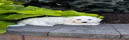 Bichon Frise dogs for sale: Bradley  - Ad 4