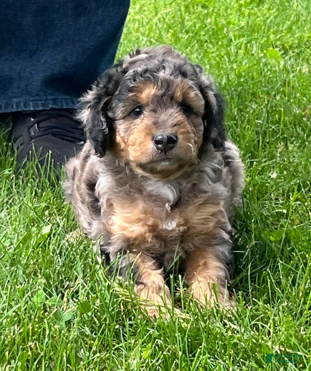 Mini Goldendoodle dogs for sale: Maple Mini Goldendoodle Puppy  - Ad 1