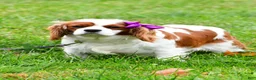 Cavapoo dogs for sale: Elvis - Ad 10