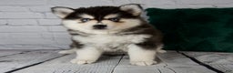 Pomsky dogs for sale: Gina - Ad 1