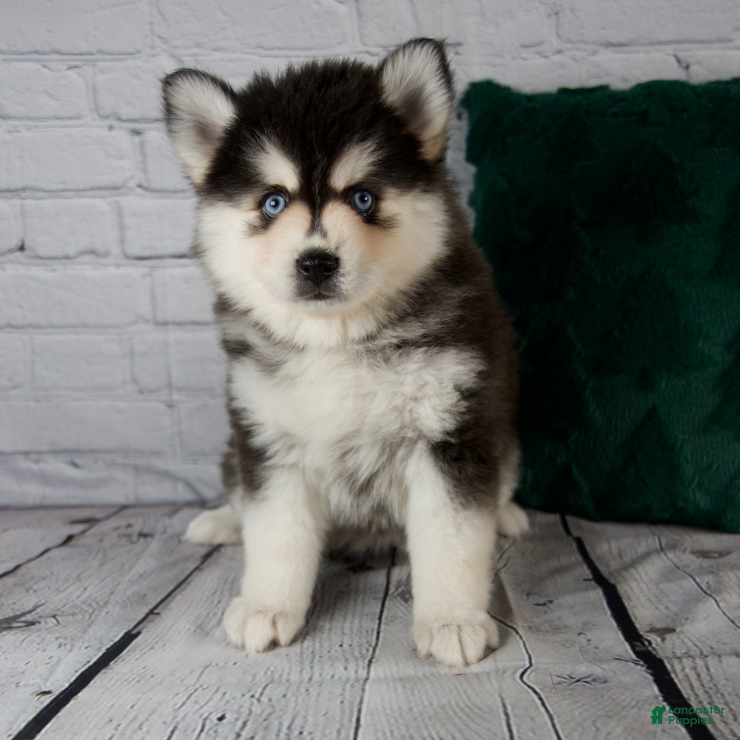 Pomsky dogs for sale: Gina - Ad 1