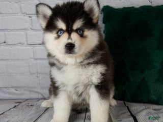 Pomsky dogs Gina - Ad 34